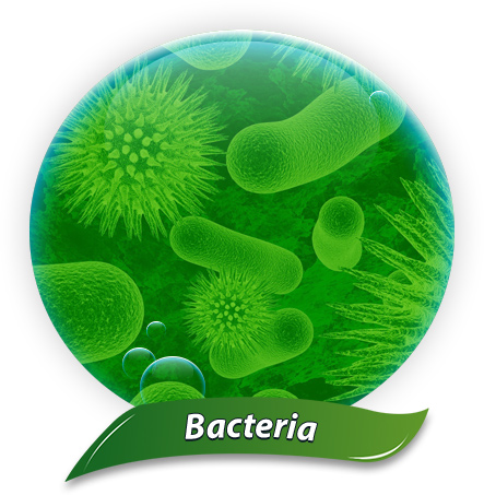 Bins So Clean Kills Bacteria